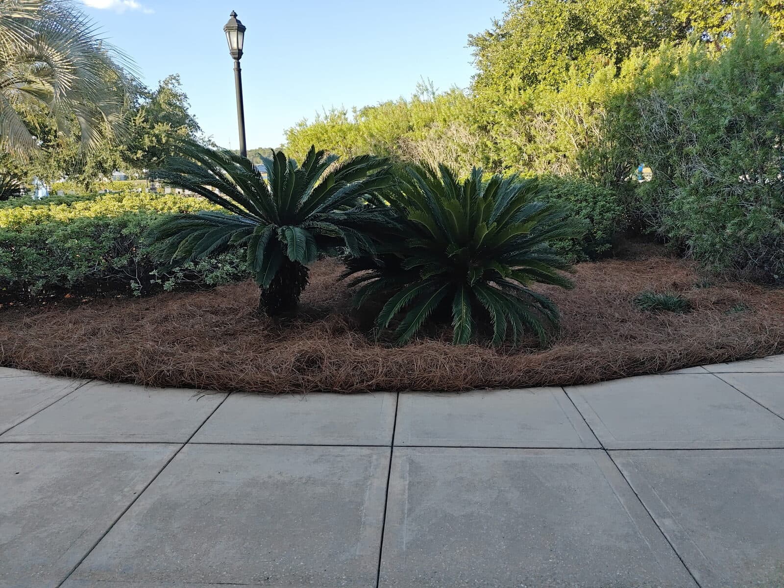 Two sago palms in a rounded bed of fresh pine straw along a concrete walk