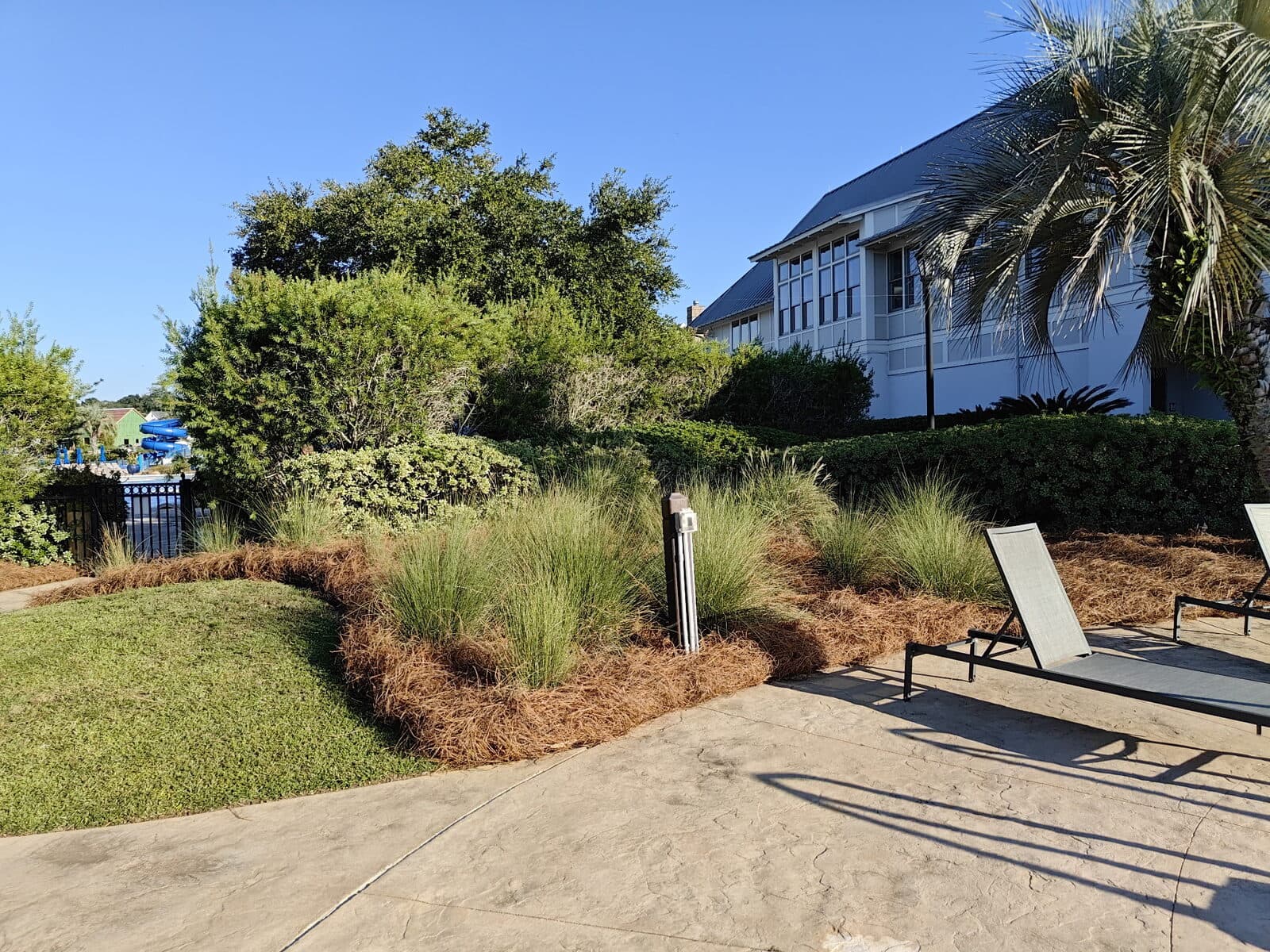 Ornamental grass bed dressed in fresh pine straw between a lawn and the pool deck, clubhouse behind
