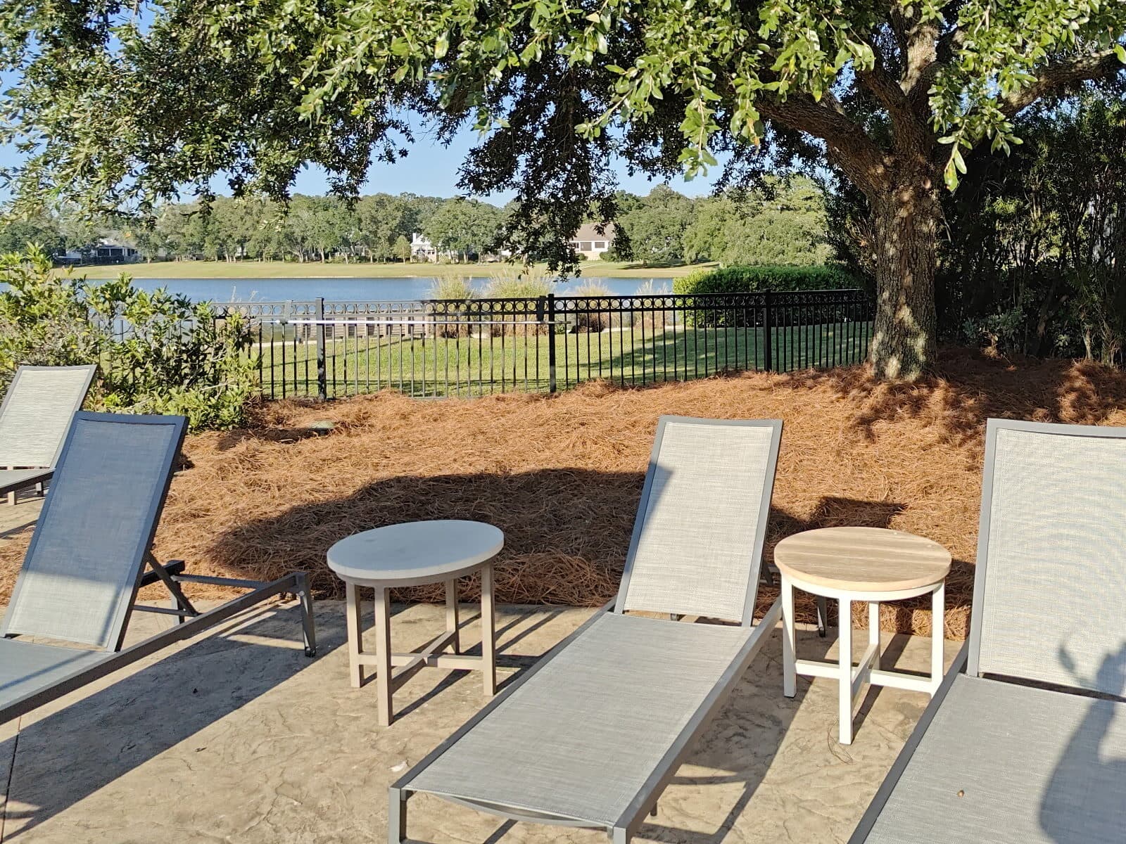 Fresh pine straw under an oak behind pool lounge chairs, with a lake beyond the fence