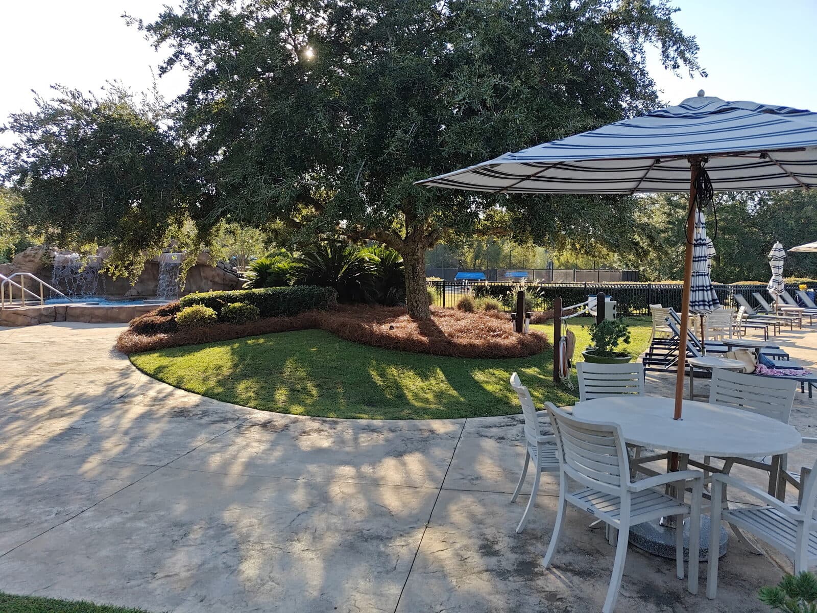 Large oak on a curved island bed of fresh pine straw beside a pool deck, with a rock waterfall and a striped umbrella