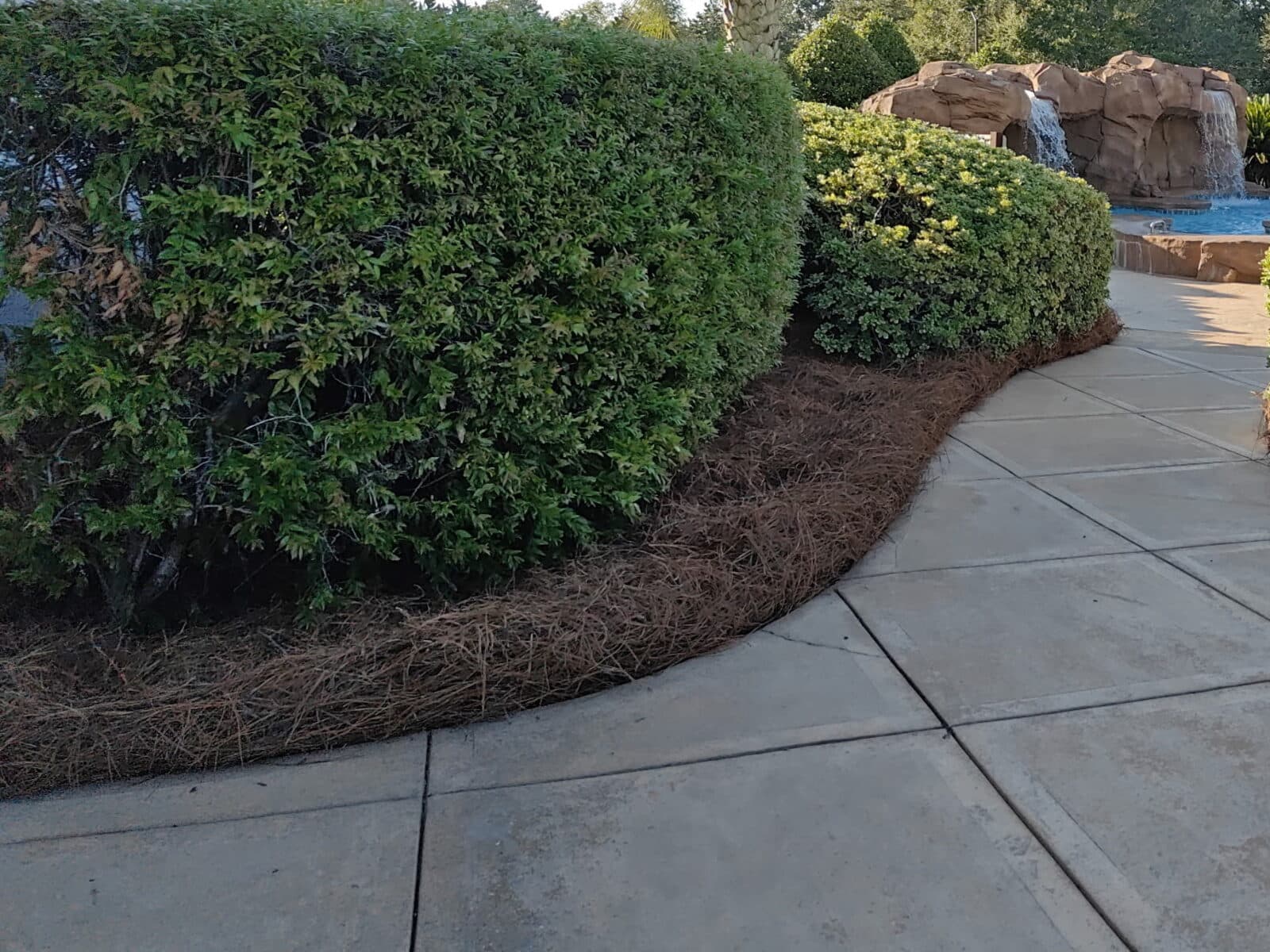 Rounded hedges over fresh pine straw beds along a curved walkway leading to a rock waterfall