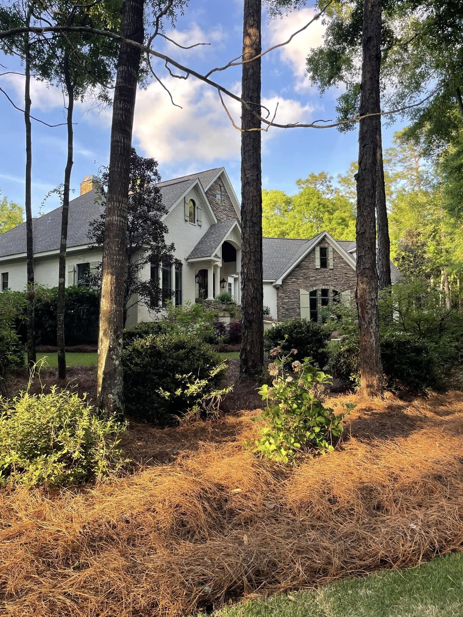 Fresh longleaf pine straw beds installed under the pines in front of a Baldwin County home